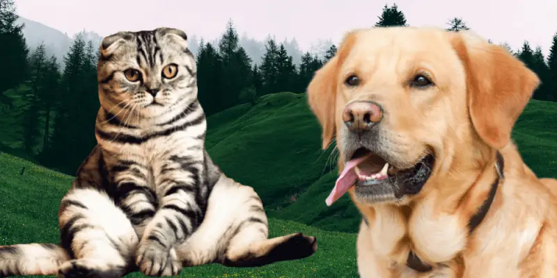 How to make money with a Dog or Cat Blog 3 alt="monetization tips for a dog or cat blog"